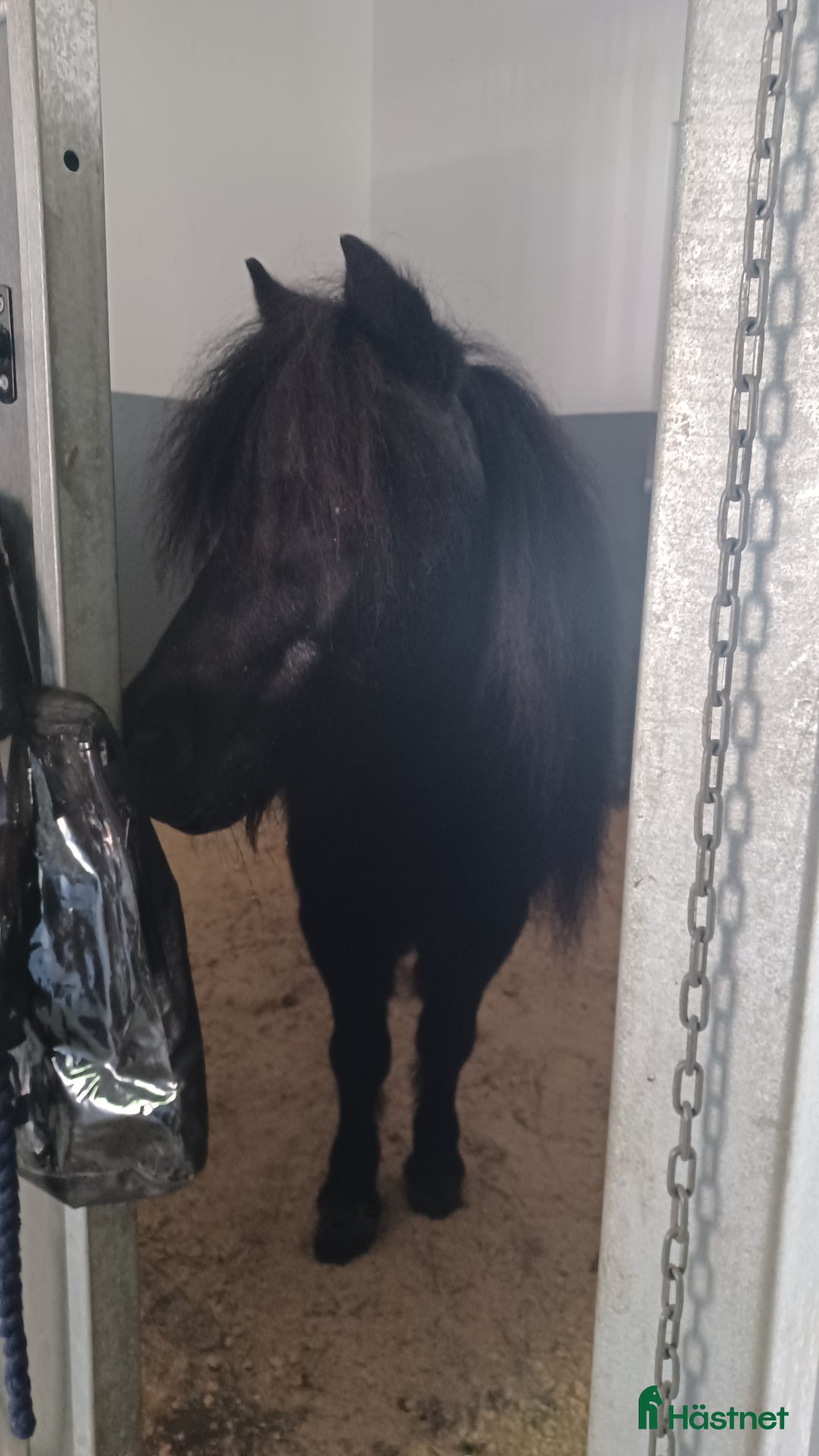  medryttarhäst finnes: Medryttare sökes till tre ponnyer i Tjällmo - Annons 3