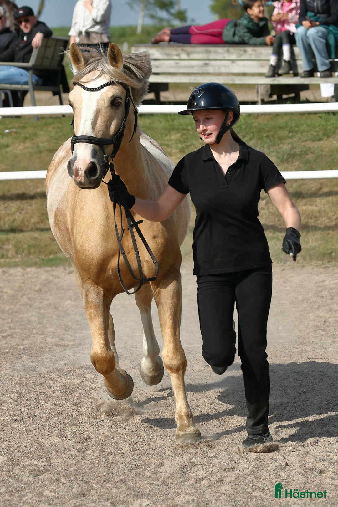 Allround hästar till salu: Träning, tävling och ponnybus i Väröbacka - Annons 1