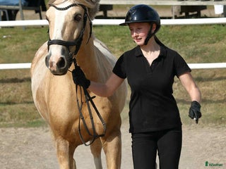 hästar Träning, tävling och ponnybus i Väröbacka - Annons 14