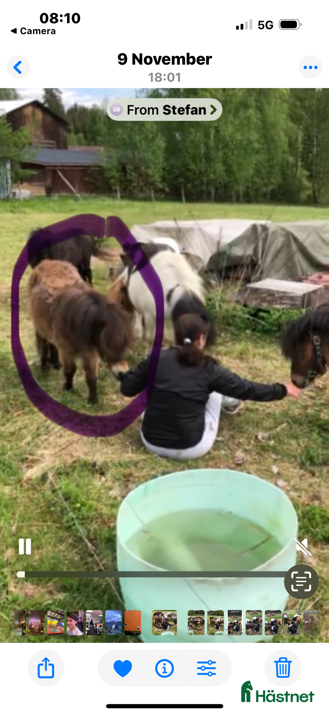 Övrigt hästar till salu: Mini Shettis  i Örebro - Annons 2