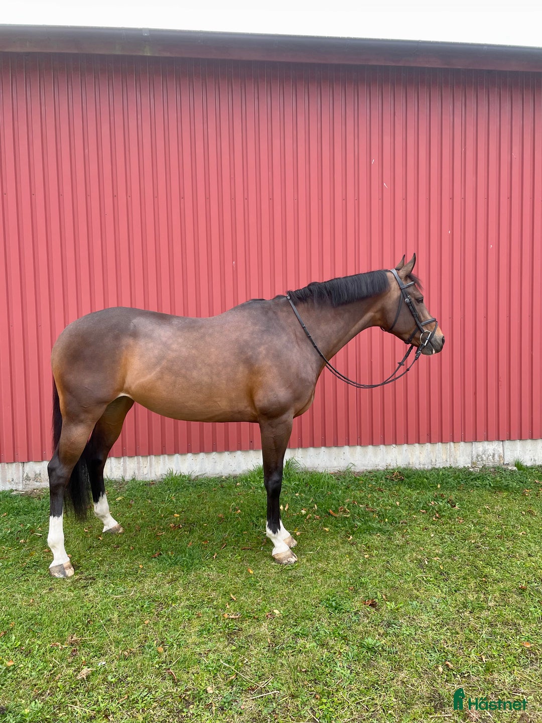 Dressyr hästar till salu: Vackert sto  i Kvidinge - Annons 1