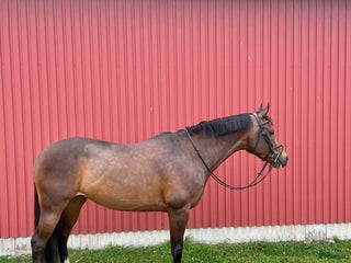 hästar Vackert sto i Kvidinge - Annons 4