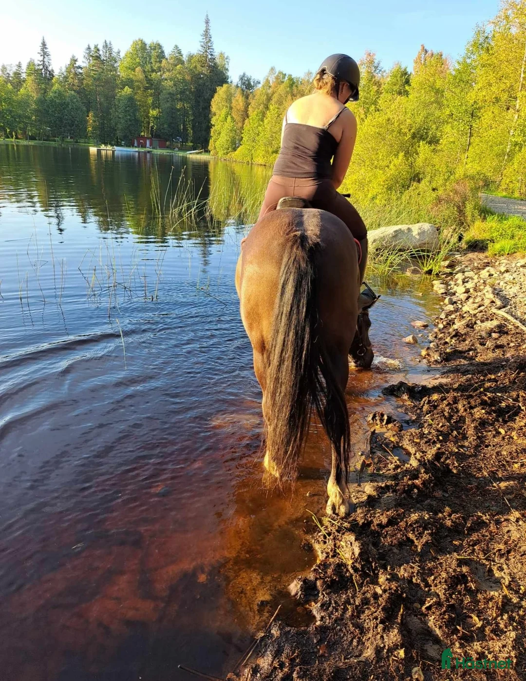 Allround hästar till salu: karaktäristisk allround ponny  i Moheda - Annons 4