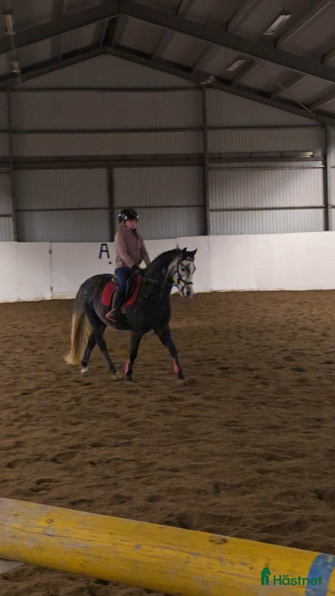 Allround hästar till salu: Otroligt vacker och mjuk valack i Deje - Annons 3