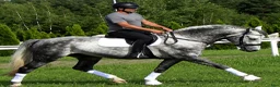 Allround hästar till salu: Presence & Talent - amazing Silesian - Annons 6
