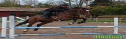 Hoppning hästar till salu: Välstammat sto - Annons 7