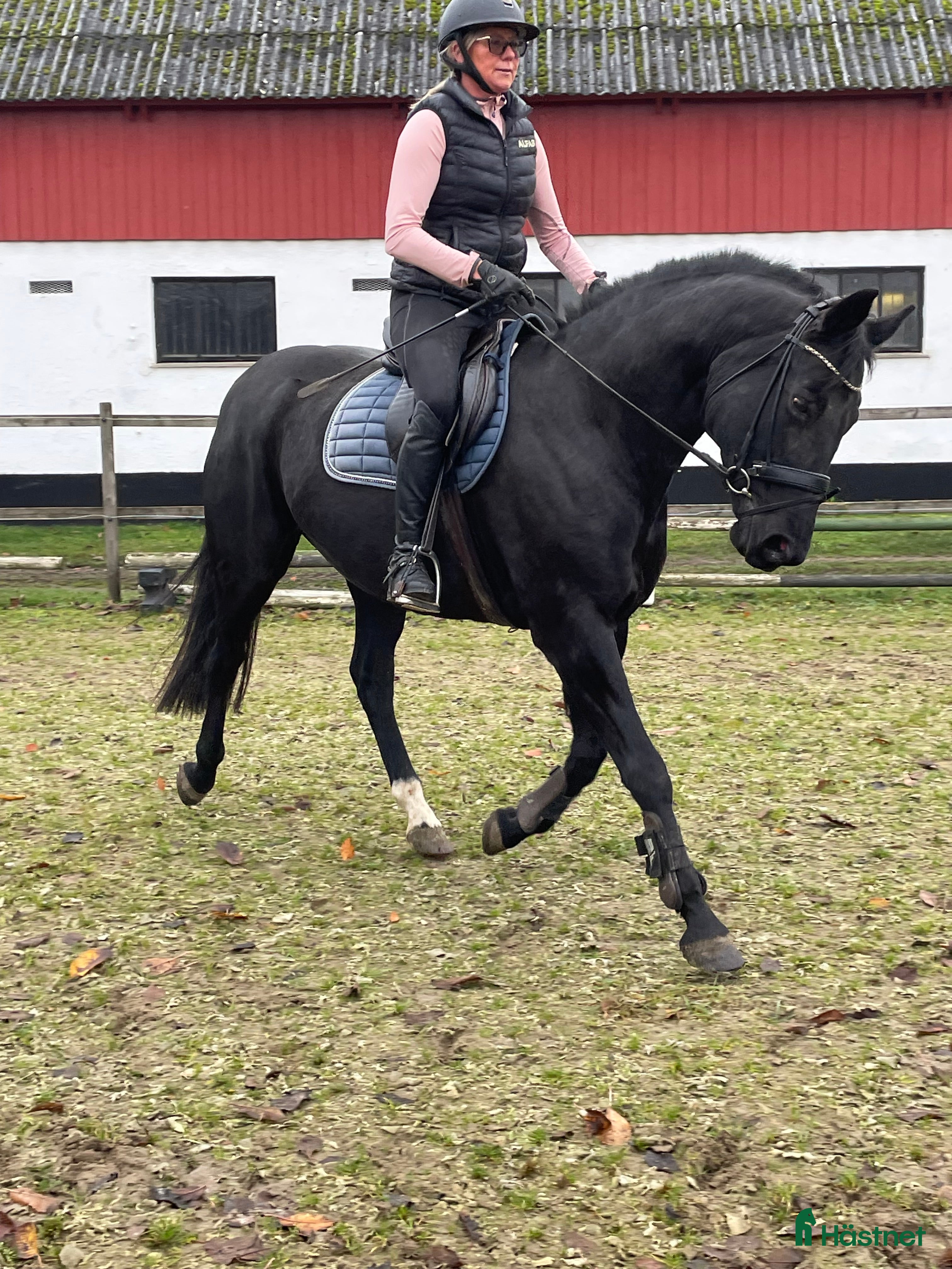  hästar Dressyr sto i Lövestad - Annons 14