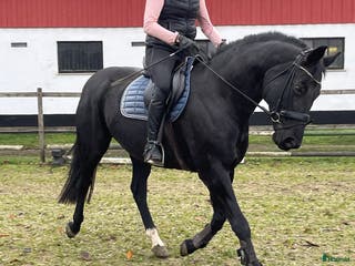 hästar Dressyr sto i Lövestad - Annons 19