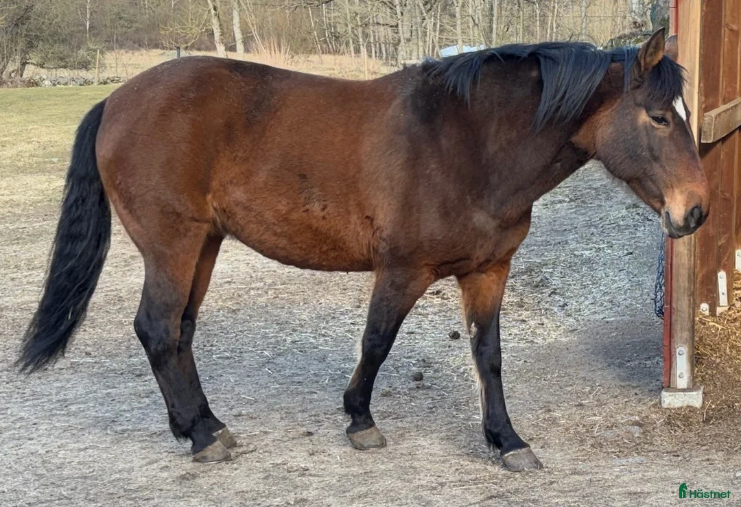 Övrigt hästar till salu: Två härliga skogsmullar - Annons 5