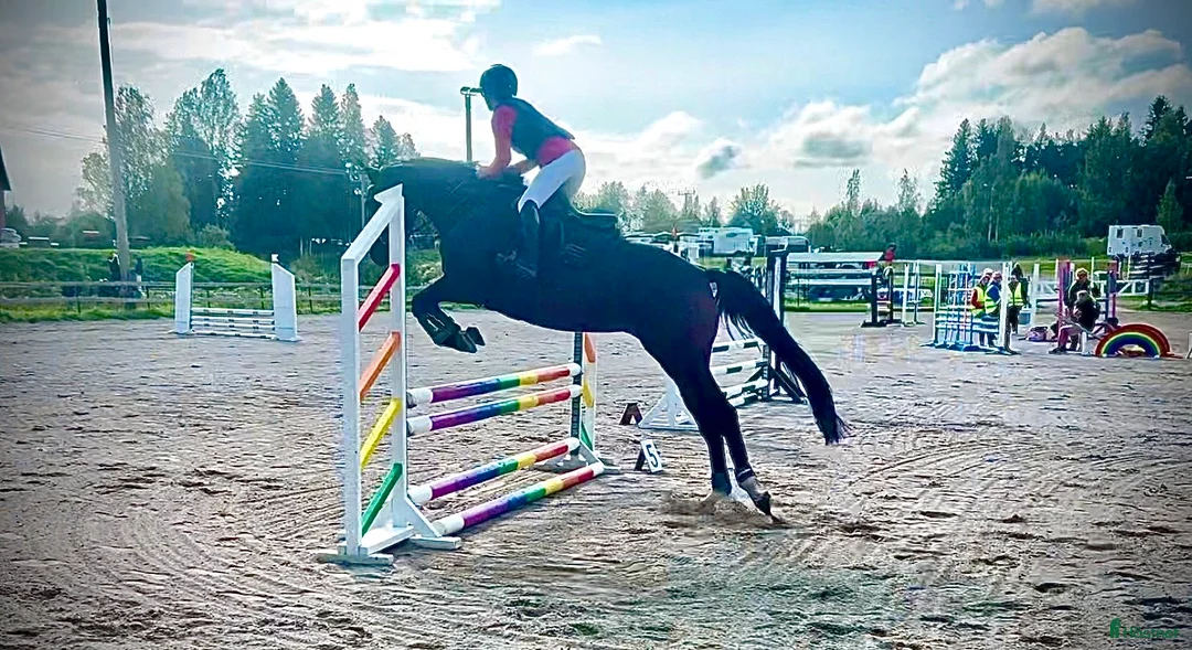 Allround hästar till salu: Socialt och trevligt sto med framtiden för sig - Annons 10