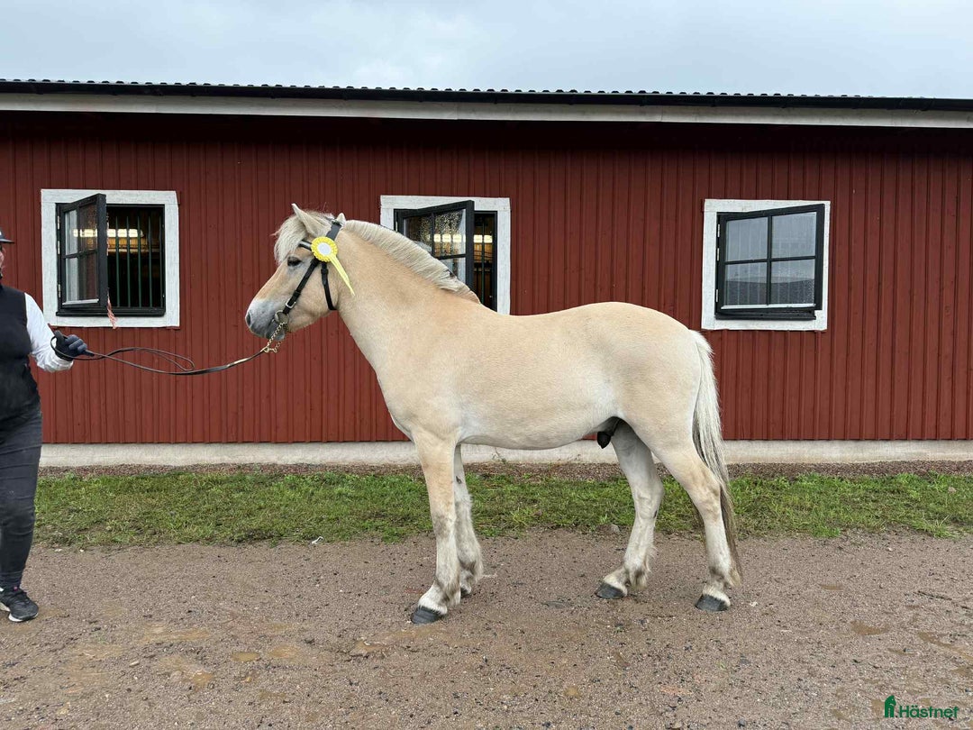 Allround hästar till salu: Underbar 3 års valack  i Finspång - Annons 1