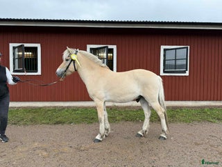 hästar Underbar 3 års valack i Finspång - Annons 11
