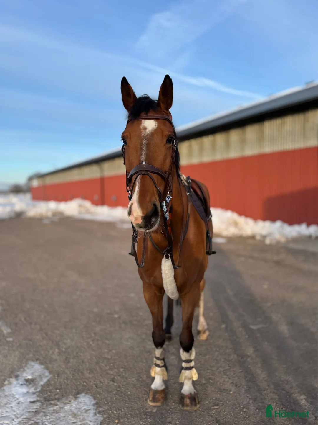 Hoppning hästar till salu: TREVLIG TÄVLINGSHÄST  - Annons 1