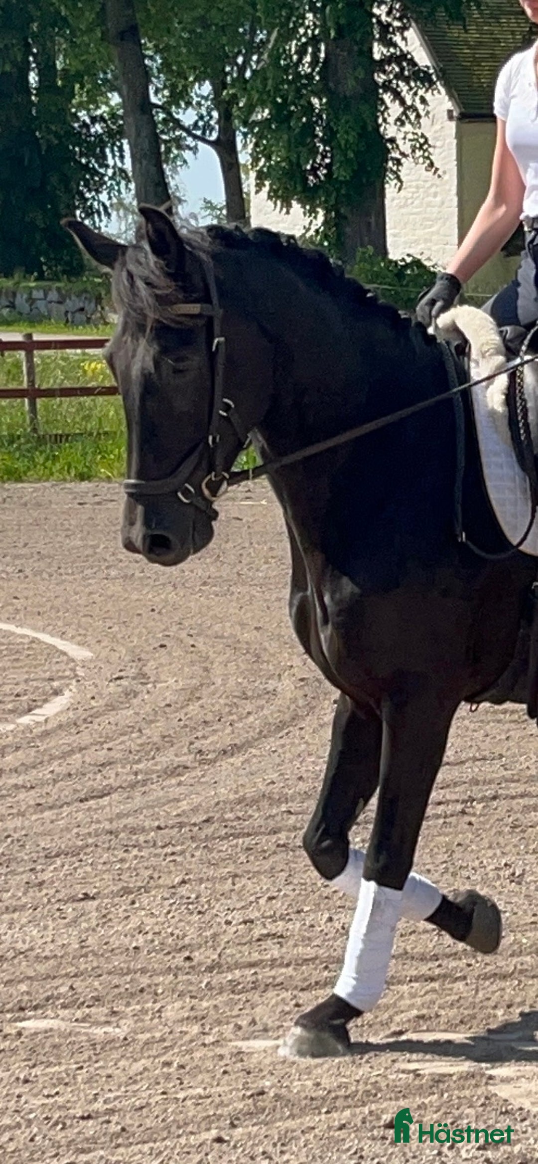 Allround hästar till salu: Perfekt till vuxen ryttare ⭐️ i Fjugesta - Annons 2