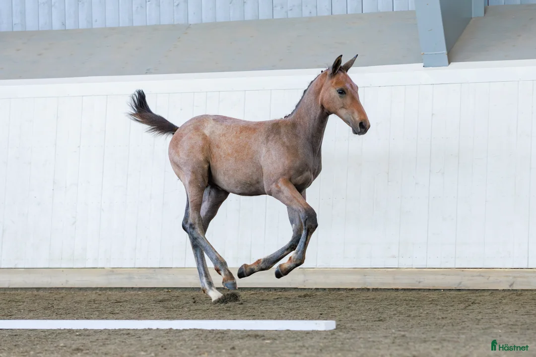Hoppning hästar till salu: Framtida hoppstjärna  i Väse - Annons 2