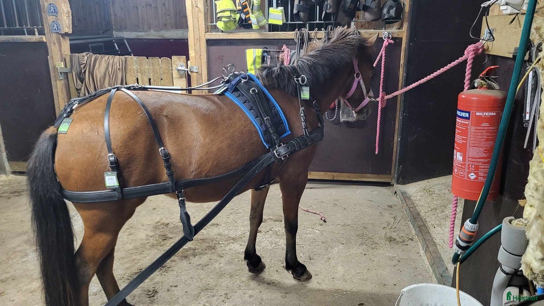 Körselar körning till salu: Parselar ponny Ideal i Västra Ämtervik - Annons 26