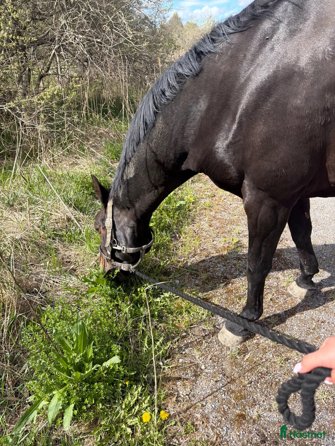  hästservice finnes: Ridinstruktör/ stallhjälp i Stockholm - Annons 1