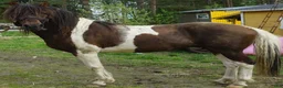 Allround hästar till salu: 5 Paso Fino ston/hingstar, en, fler el. foder - Annons 15