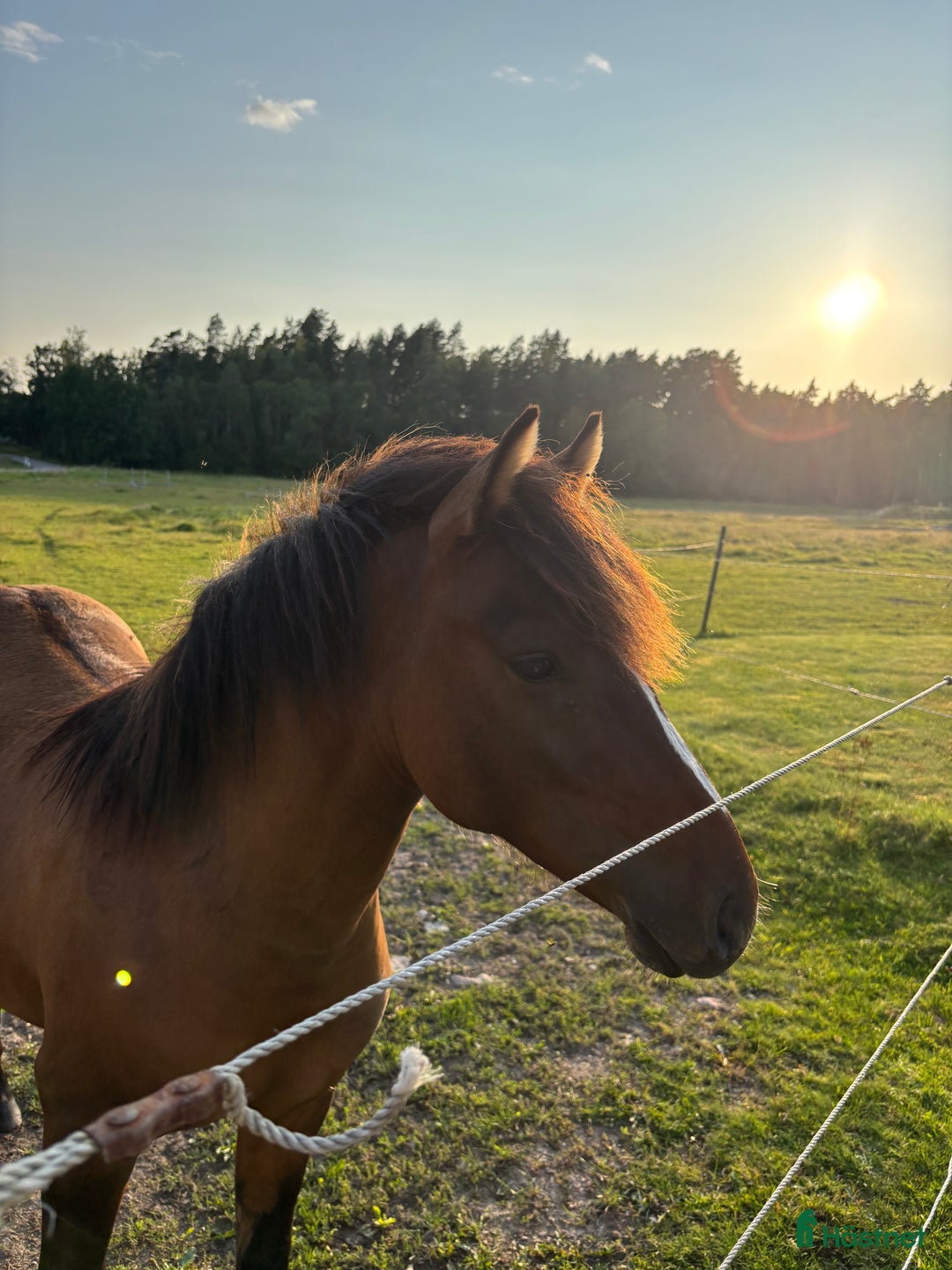 Hoppning hästar till salu: Lovande , charmig ponny i Köping - Bild 23
