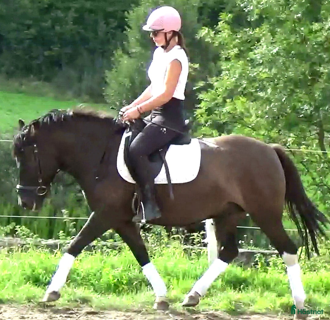Allround hästar till salu: The talented Pony you’re looking for! i Örsundsbro - Annons 7