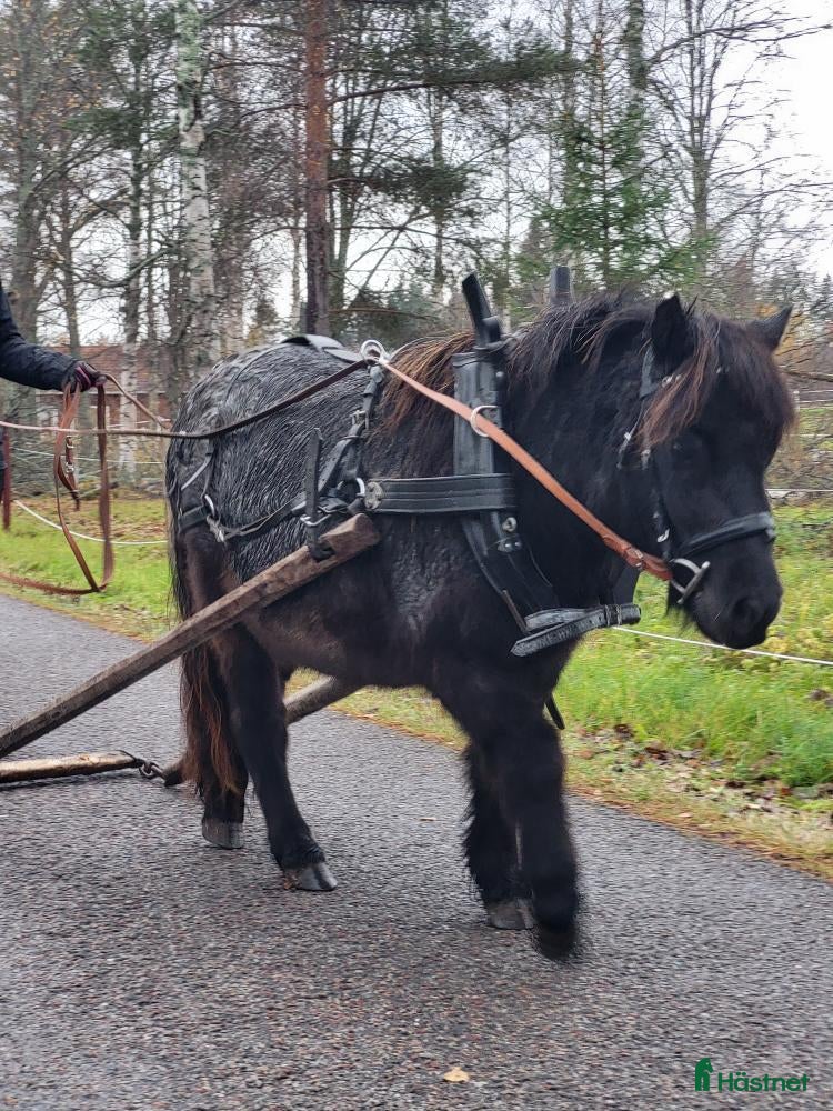  hästar Väl inkörd valack. Bruks/ponnytrav. i Vikarbyn - Annons 13