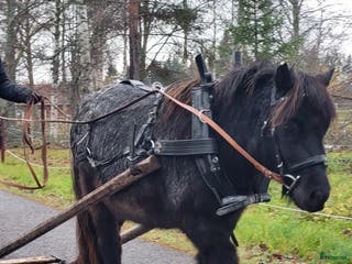 hästar Väl inkörd valack. Bruks/ponnytrav. - Annons 10