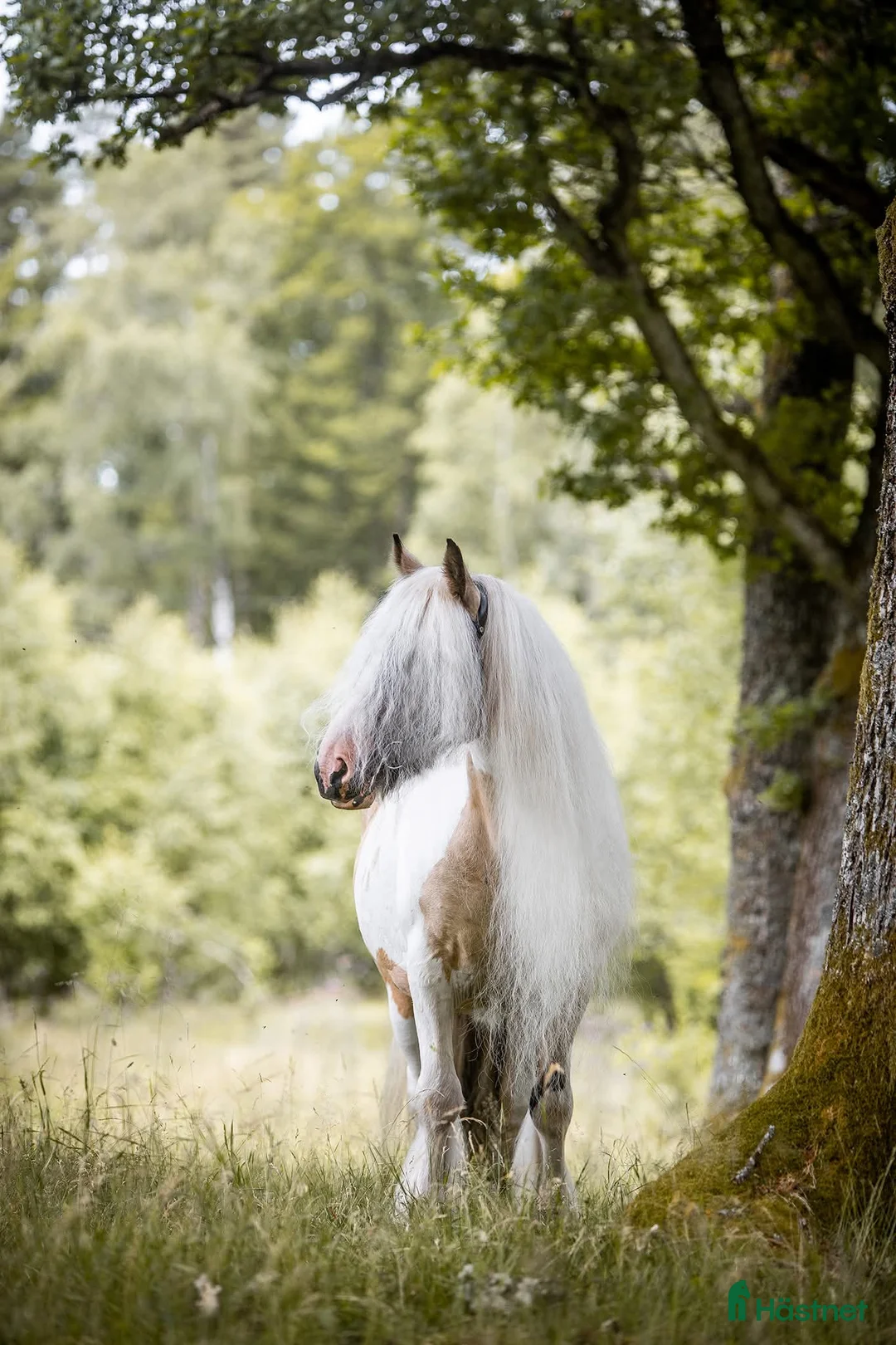 Allround hästar till salu: Trevligt Irish Cob hingstföl - Annons 8