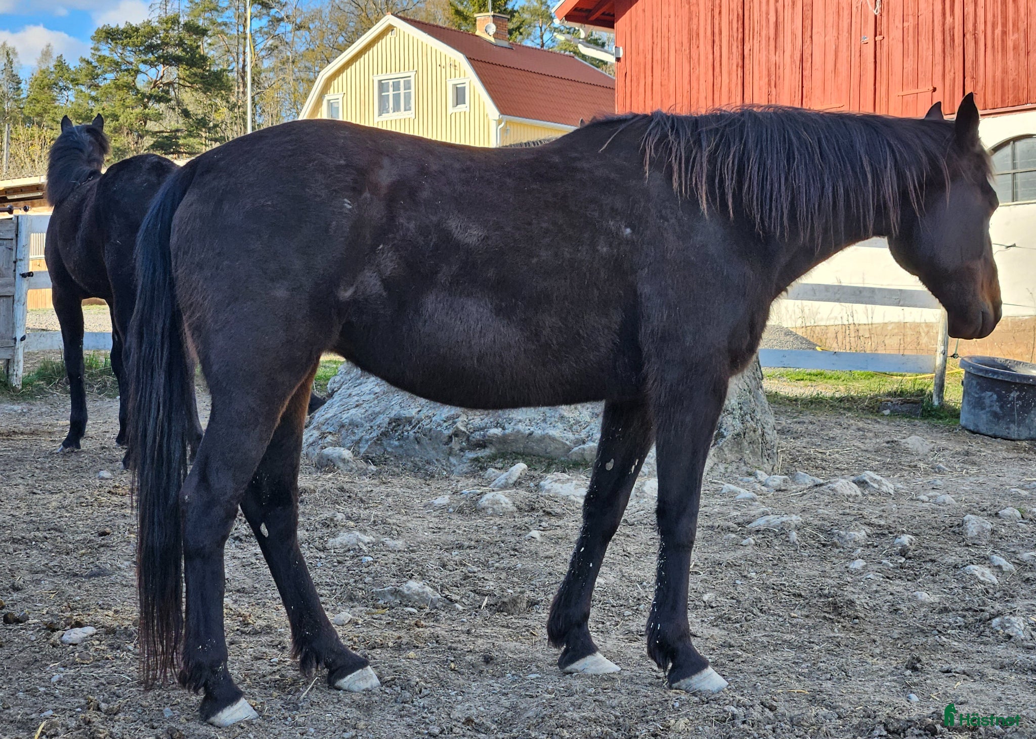  hästar Trevligt avelssto/sällskap/hobbyhäst - Annons 2