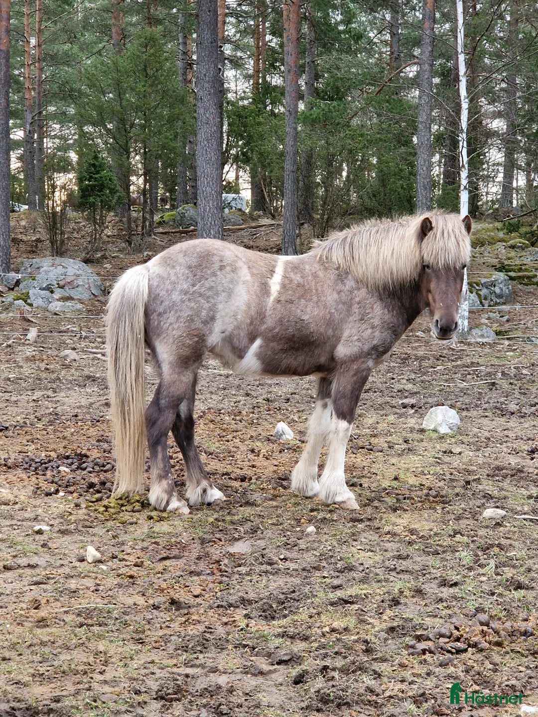Island hästar till salu: Säljes/bytes - Annons 2