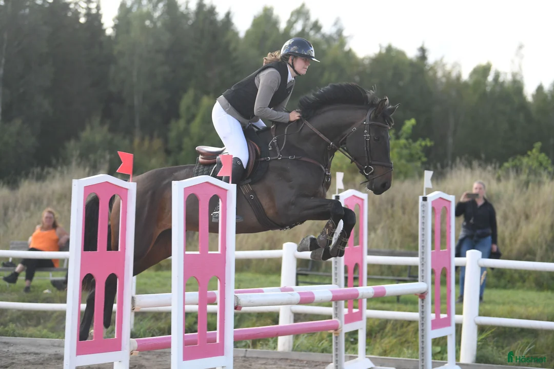 Hoppning hästar till salu: 5 årigt SWB sto - Annons 2