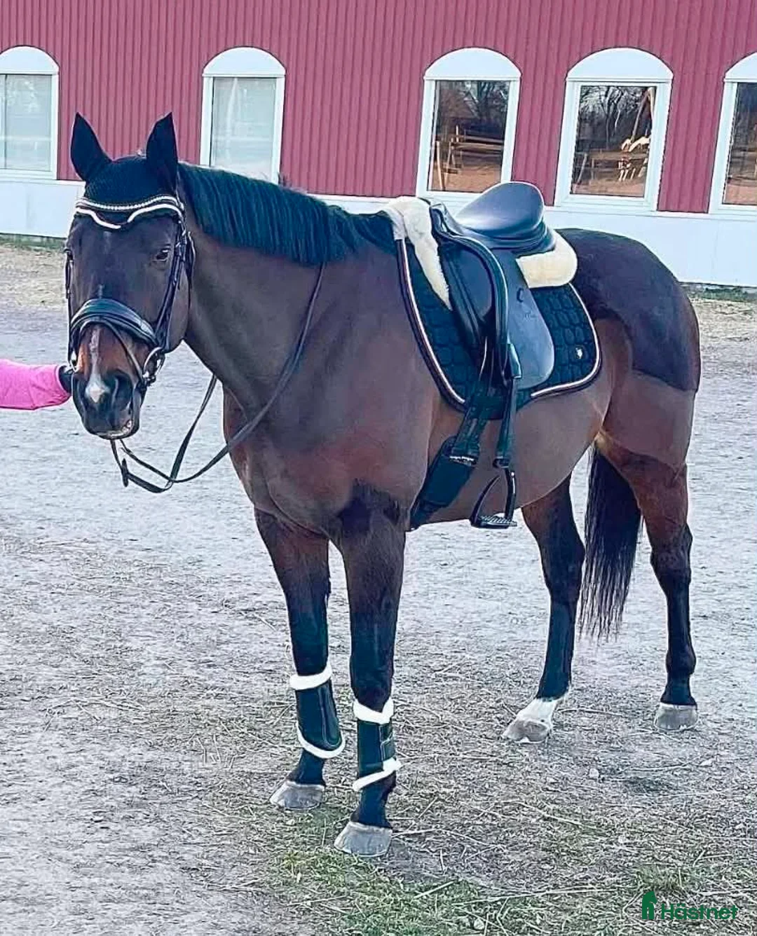 Allround hästar till salu: Genomsnäll valack  - Annons 1