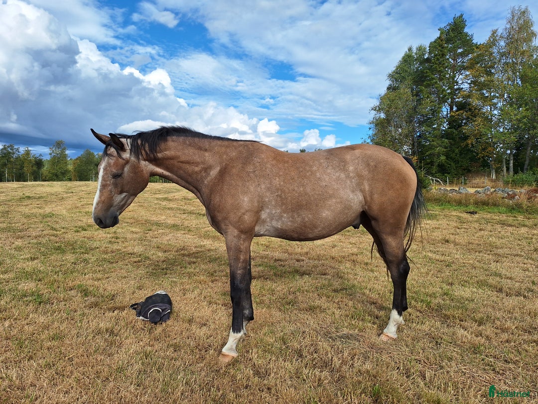 Hoppning hästar till salu: Fin 3åring! i Ingatorp - Annons 2