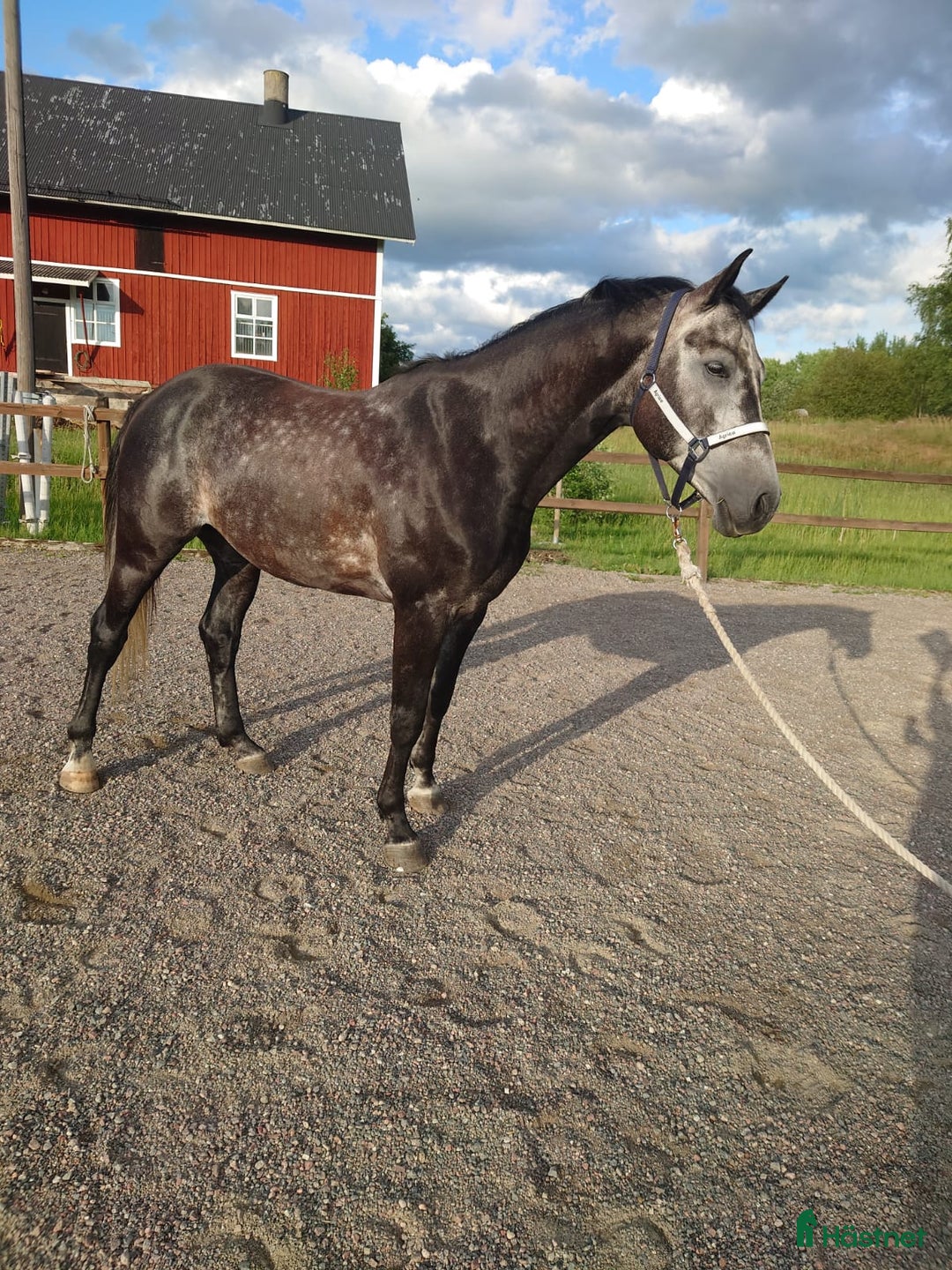 Hoppning hästar till salu: Ståtlig smidig valack med fantastisk lynne 175 cm i Norrtälje - Bild 4