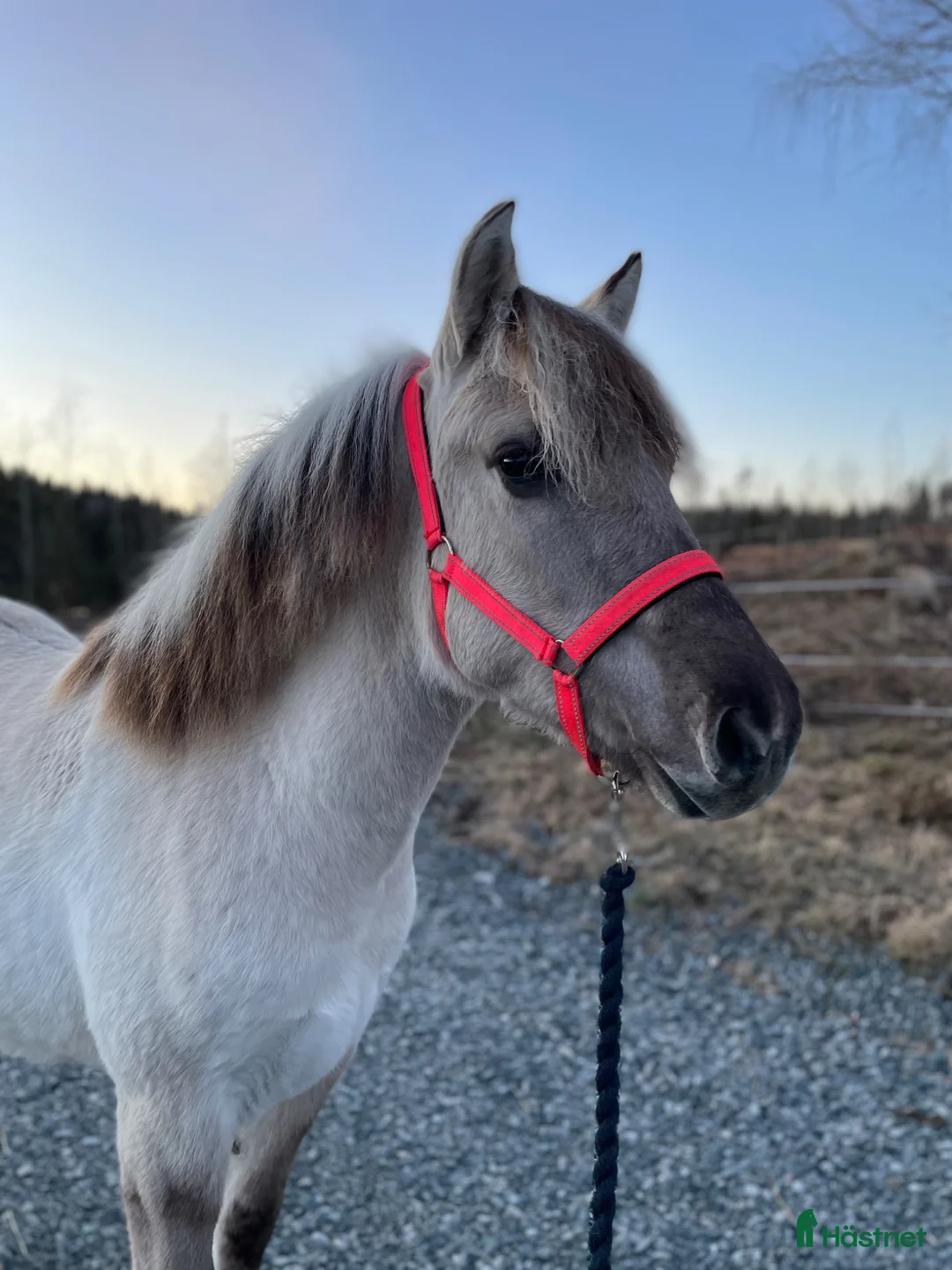 Allround hästar till salu: Intressekoll  i Hällefors - Annons 1