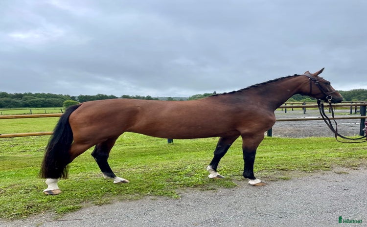  hästar i Storvik - Annons 13