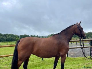 hästar i Storvik - Annons 7