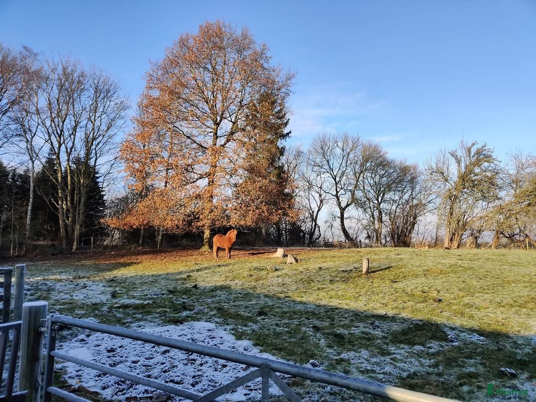 Allround hästar sökes: Skogskompis sökes til dansk lanthus i Langebæks kommun - Bild 4
