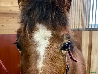 hästar Blivande sportponny - Annons 1