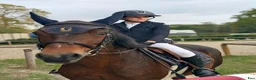 Hoppning hästar till salu: Connemara mare Jumping or Eventing - Annons 6
