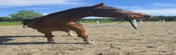 Hoppning hästar till salu: Trevlig valack till både hoppning och dessyr🧡 - Annons 3
