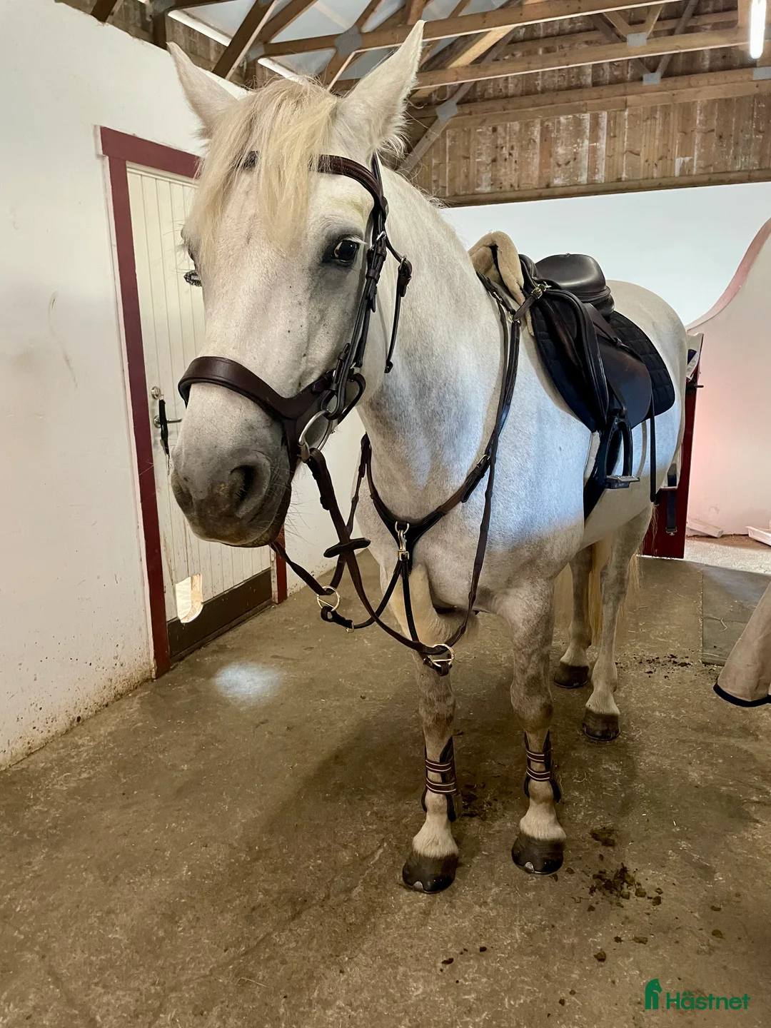 Hoppning hästar till salu: Snäll maxad D-ponny med kapacitet 🦄 - Annons 12