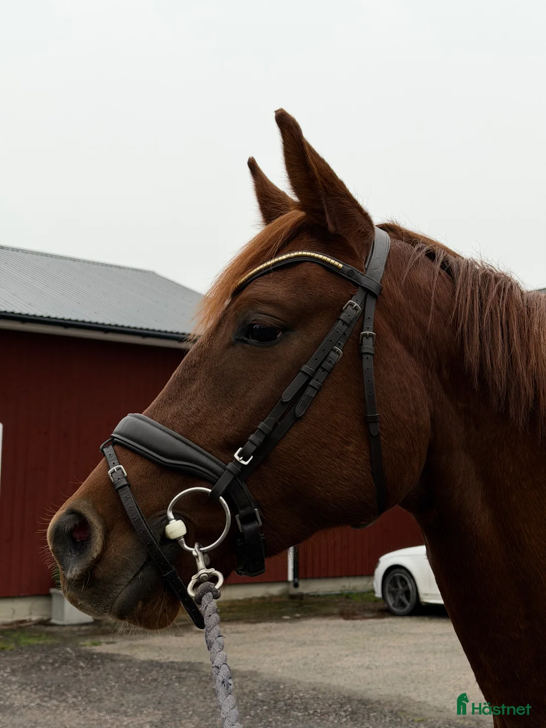 Allround hästar till salu: Snäll 4åring  - Annons 4