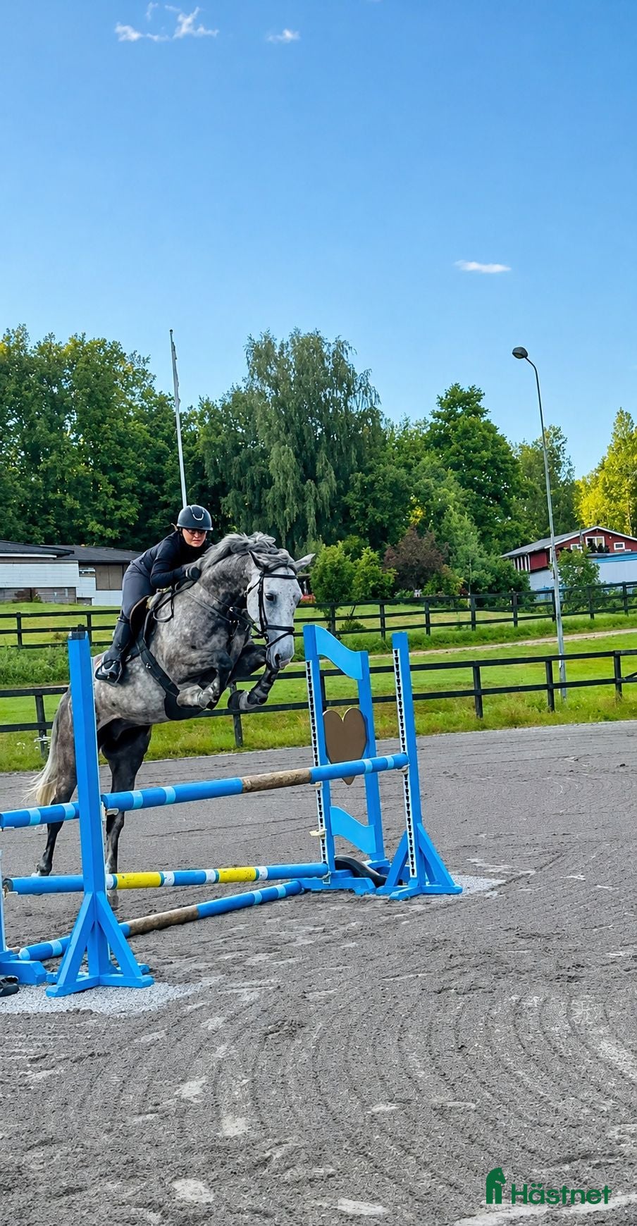 hästar Lyxig träningskompis🌟 BVSA  - Annons 13