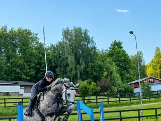 hästar Lyxig träningskompis🌟 BVSA - Annons 13