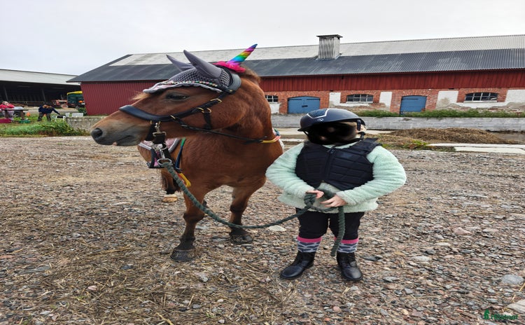  hästar i Larv - Annons 2