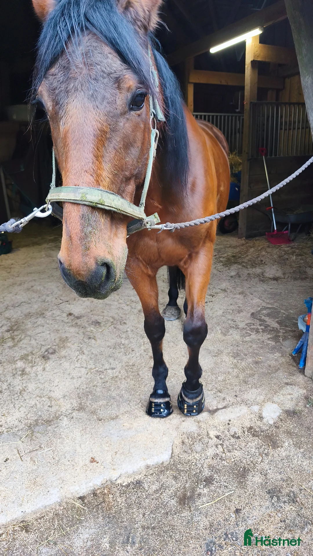 Allround hästar till salu: Global Empire val 6år  - Annons 2