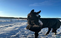  stallplats finnes: 🌺Aspvik 🐎 i Kungsängen - Annons 5