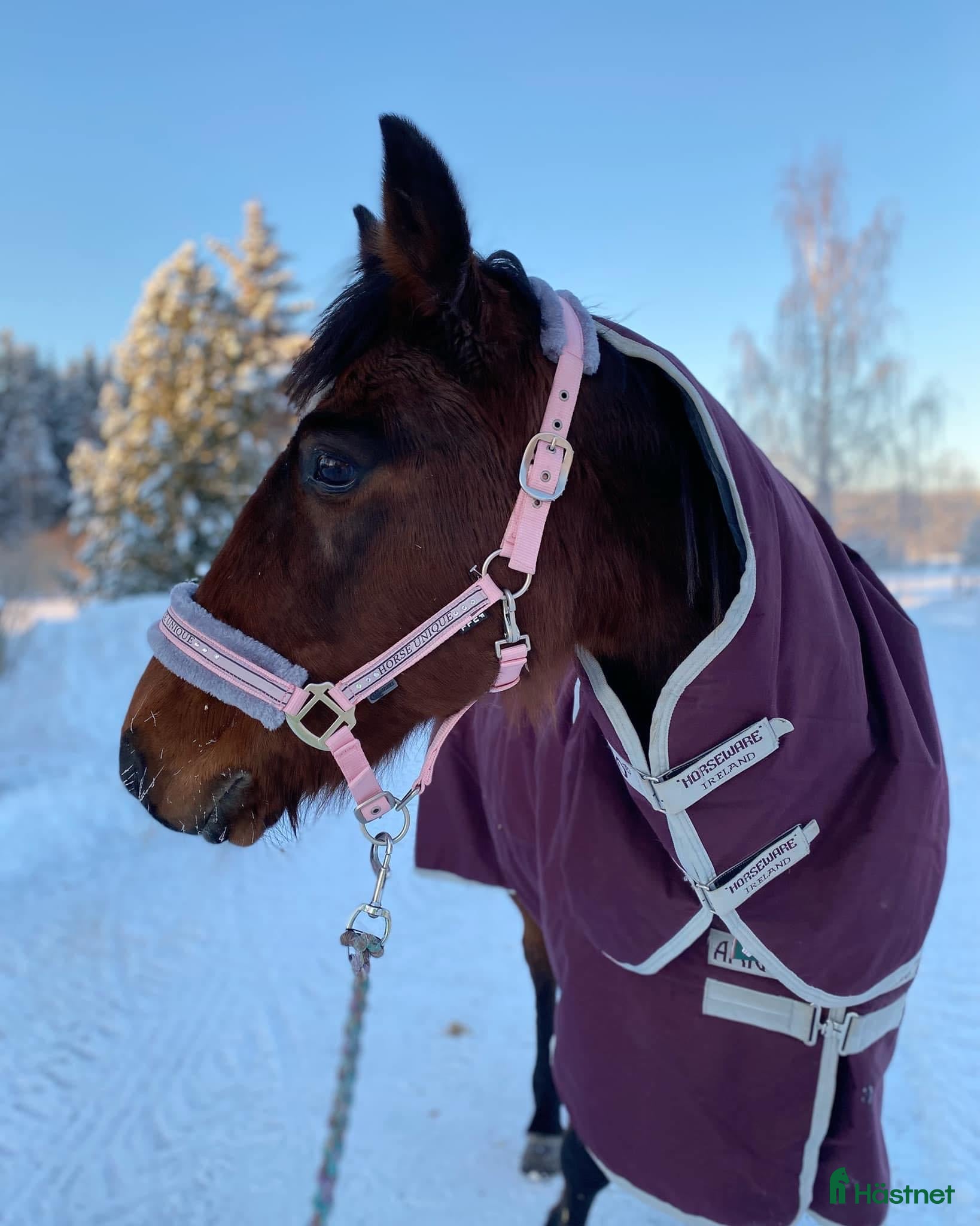  hästar Snäll tjej söker ett hem  i Långsele - Annons 1