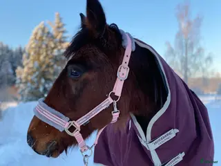 hästar Snäll tjej söker ett hem i Långsele - Annons 1