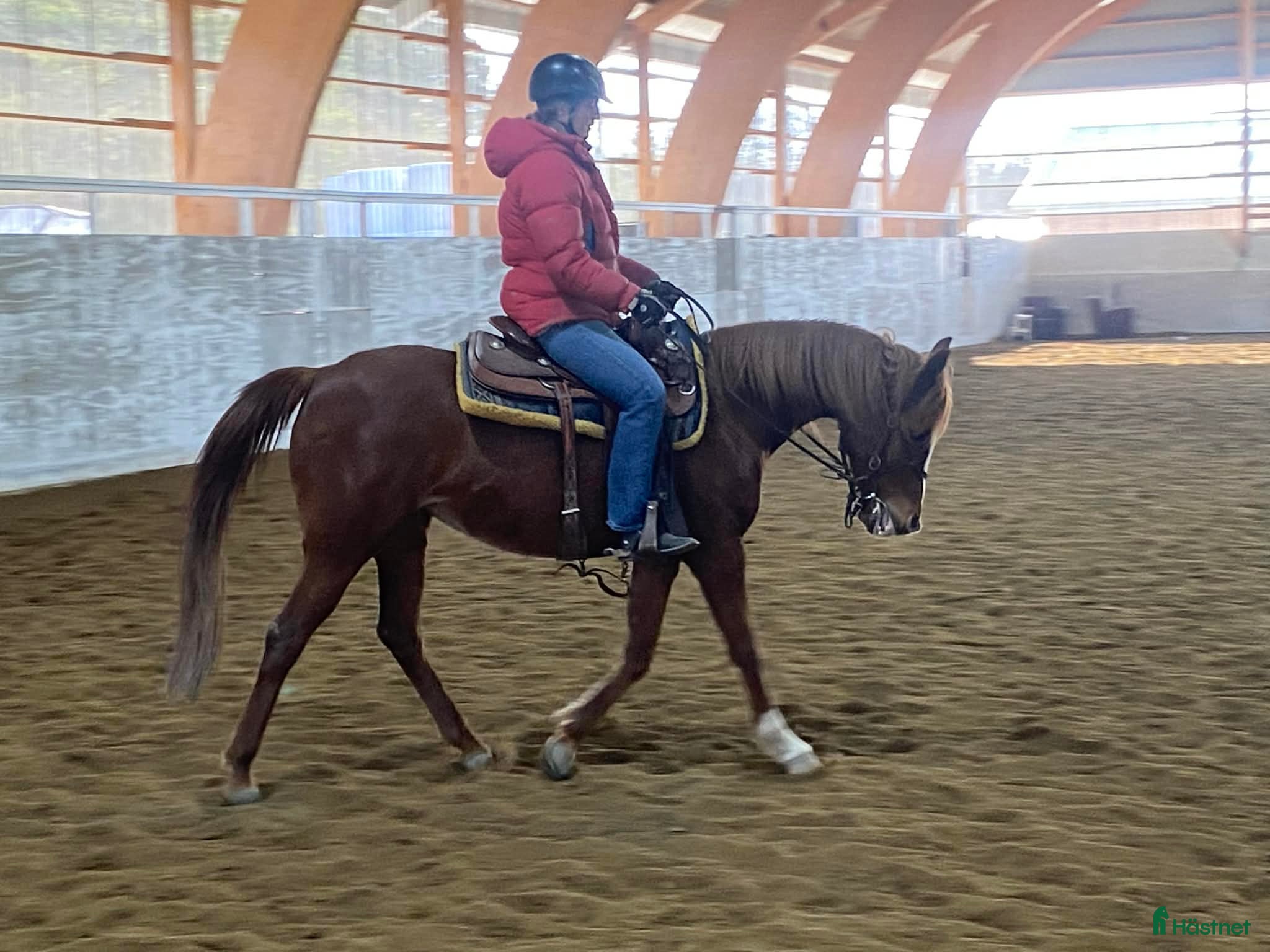  hästar Wassiki – toppstammad sto med riktig vinnarskalle - Annons 1